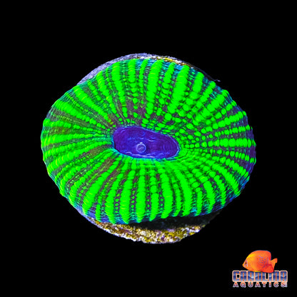 Frag - Blue Mouth Mayan Favia