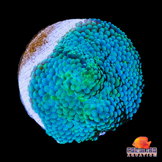 Frag - Ricordea Ultra Blue Green