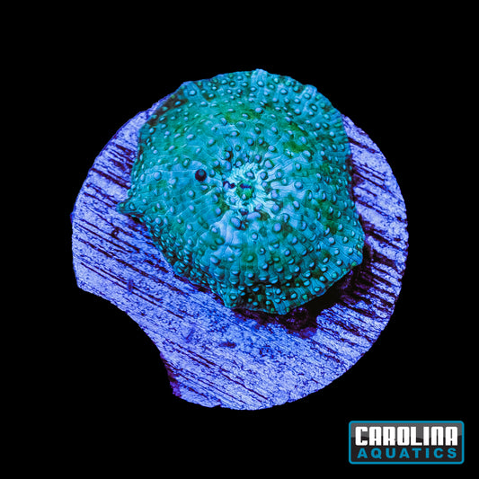 Frag - Frogskin Disco Mushroom