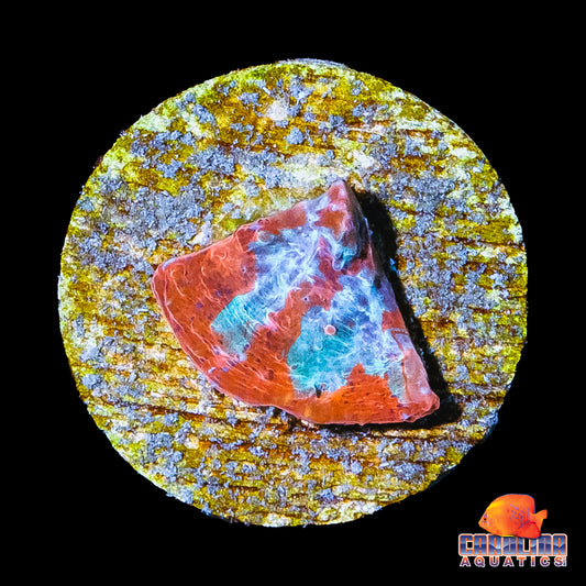 Frag - Blue Ice Lava Chalice