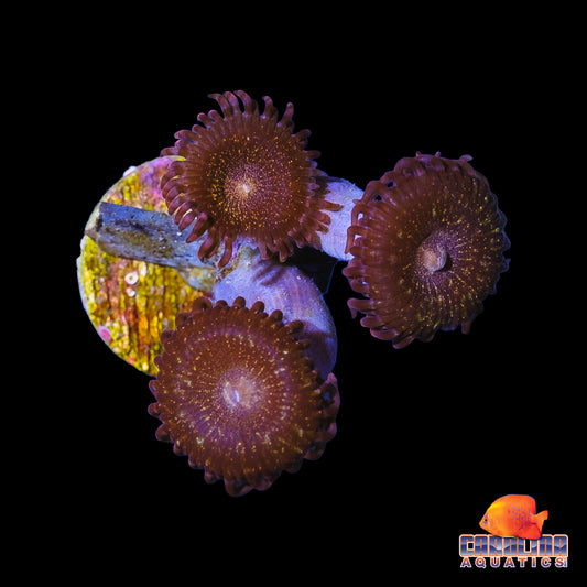 Frag -  Pandora Zoanthid