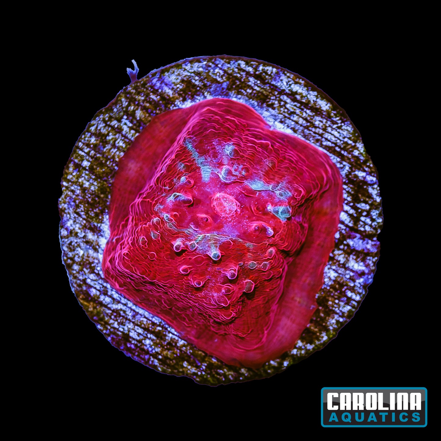 Frag - Blood Moon Chalice