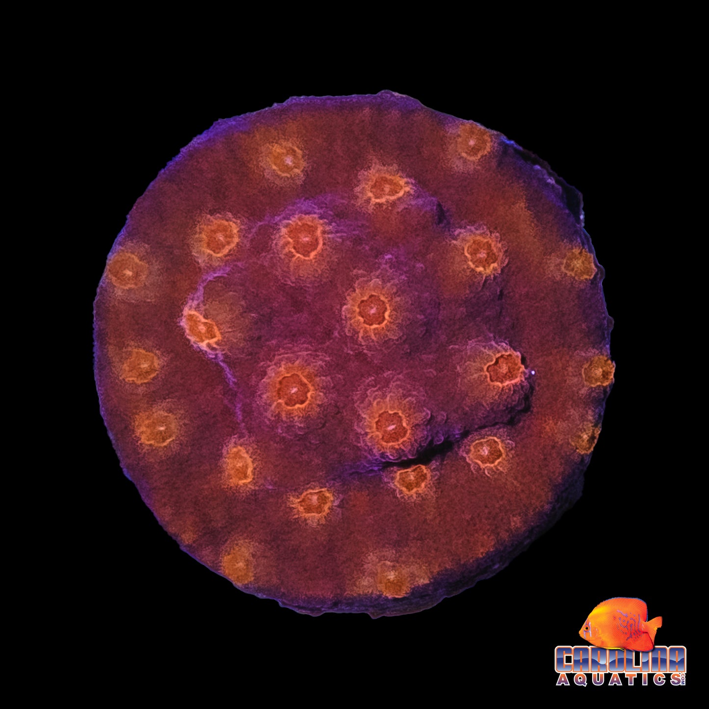 Frag - Orange Eye Cyphastrea