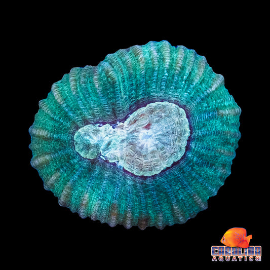 Frag - Pastel Moon Favia