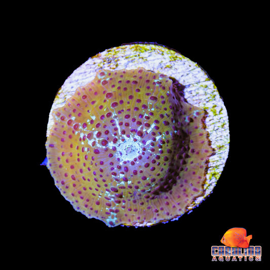Frag - Ultra Leopard Skin Discosoma Mushroom