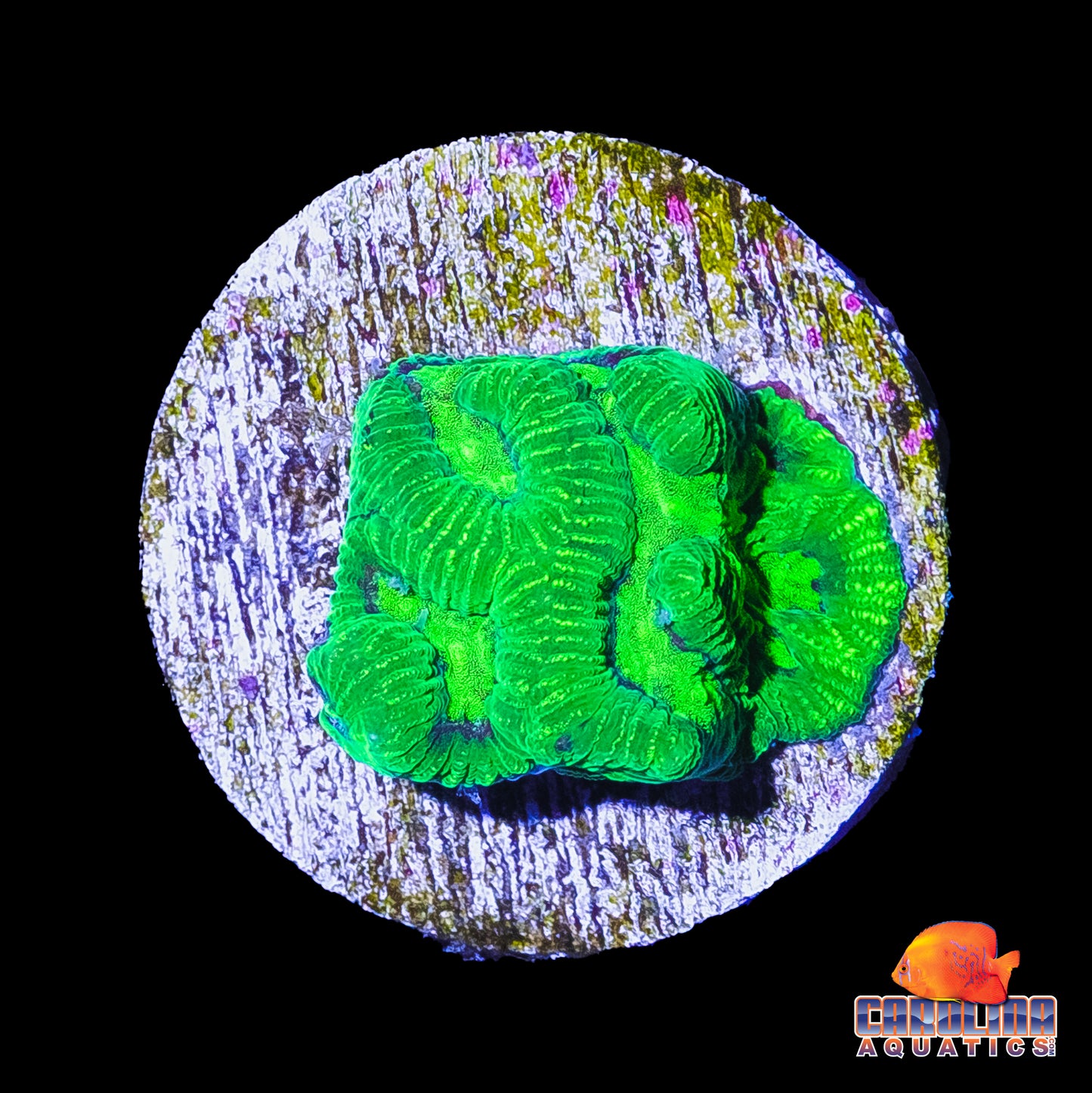 Frag - Neon Nuclear Favia