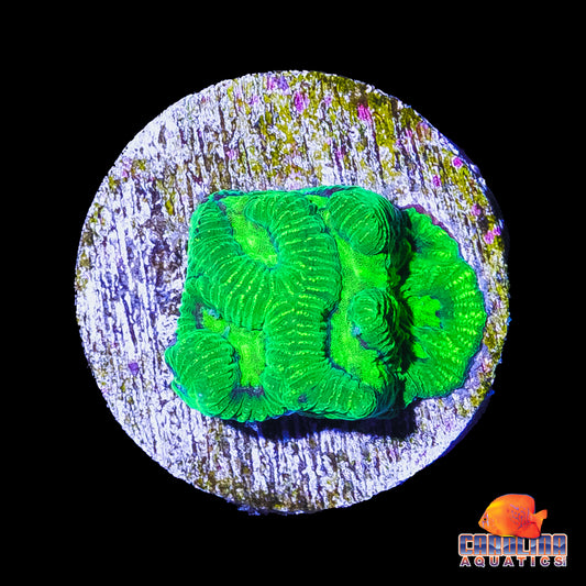 Frag - Neon Nuclear Favia