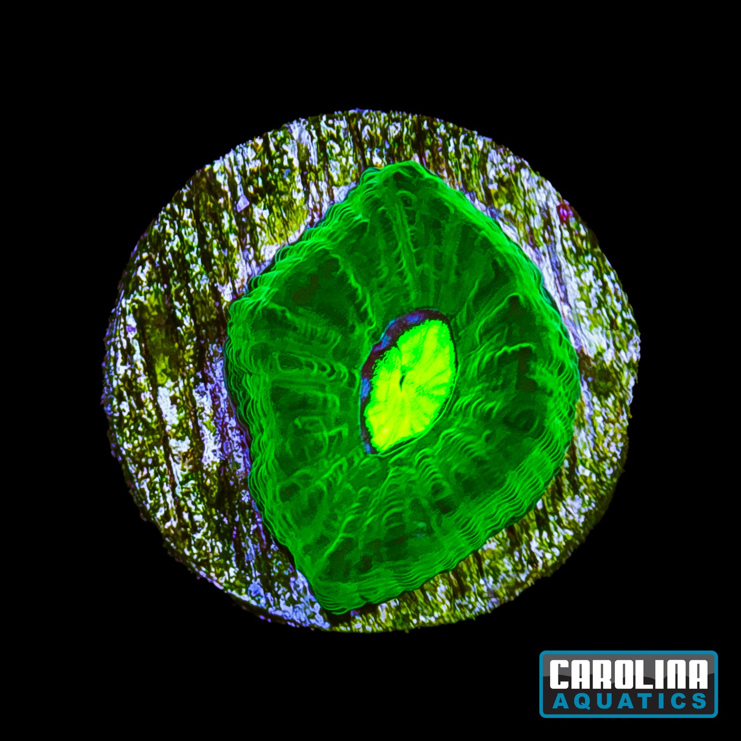 Frag - Toxic Green Gonastrea