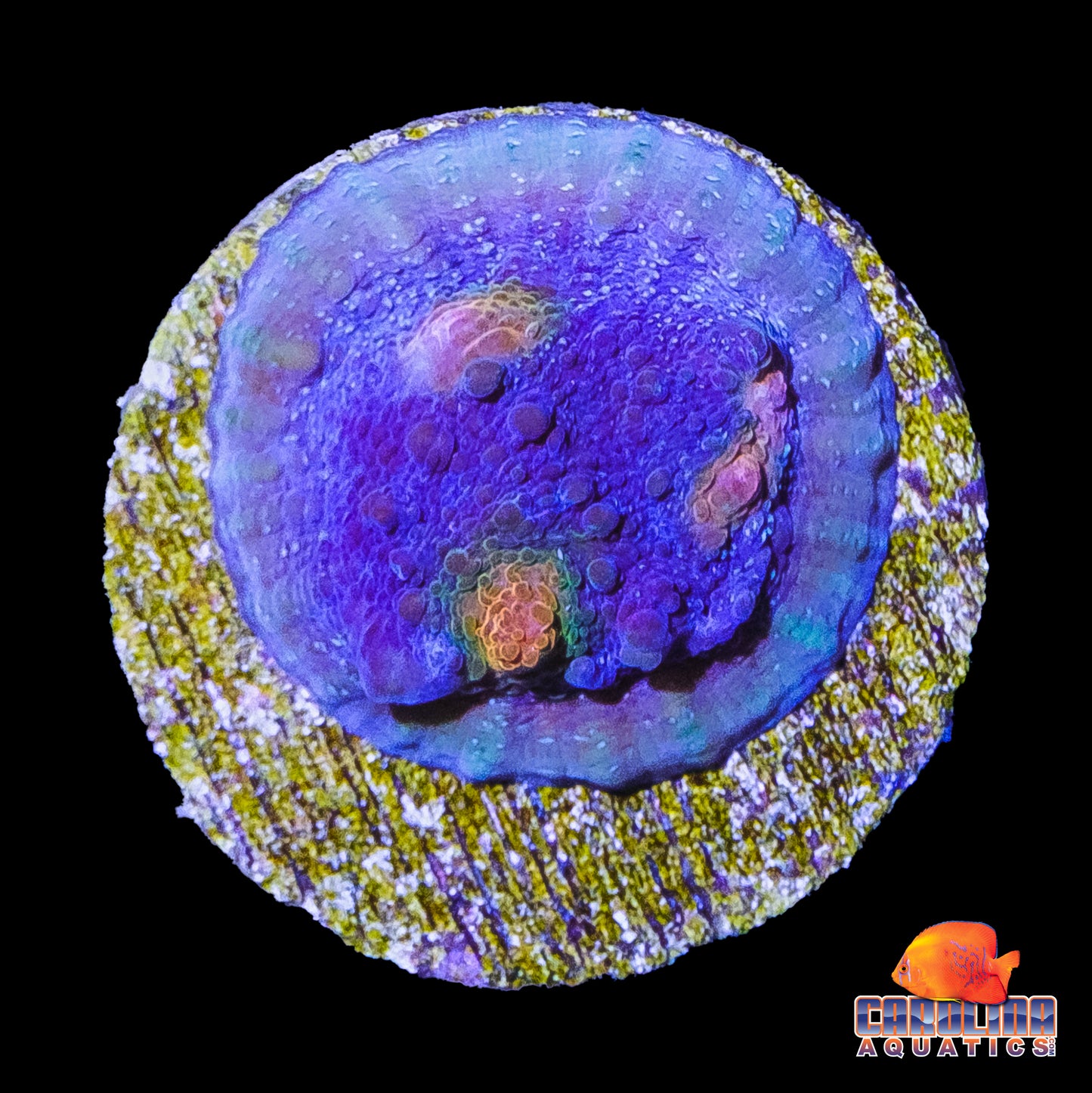 Frag - Orange Eyed Smurf Chalice