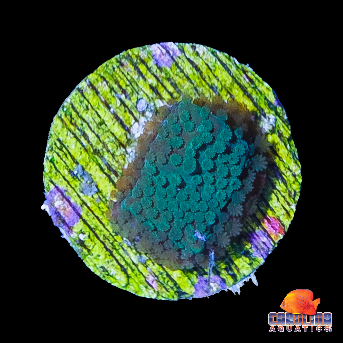 Frag - Green Montipora