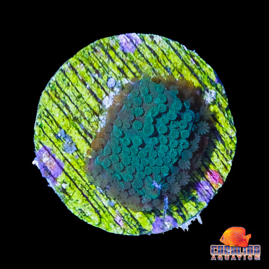 Frag - Green Montipora