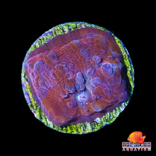 Frag - Superman Chalice