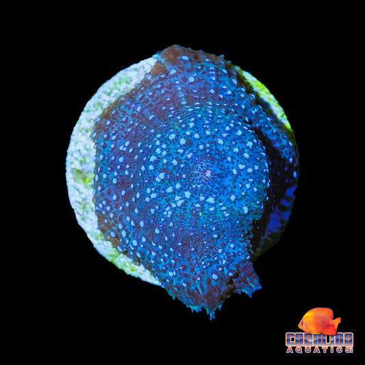 Frag - Blue Bumps Rhodactis