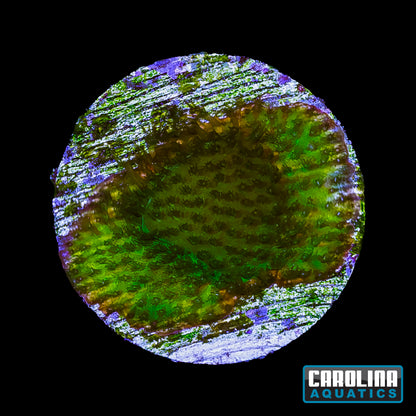 Frag - Banana Stylocoeniella