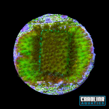 Frag - Banana Stylocoeniella