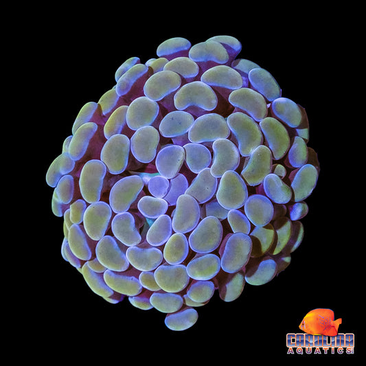 Frag - Blue Rim Gold Hammer Frag