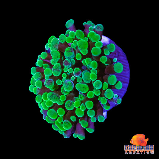 Frag - Mottled Frammer Mini Frag