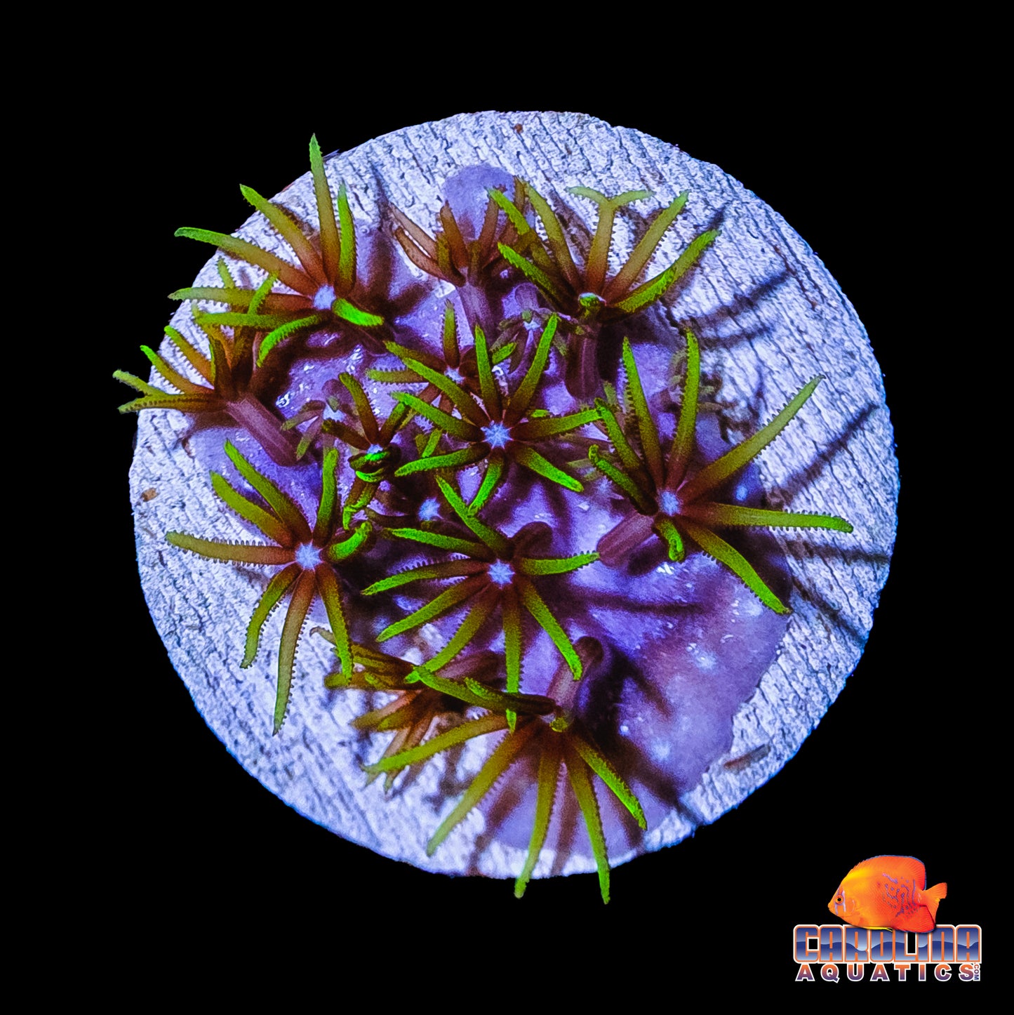 Frag - Kryptonite Neon Green Star Polyps