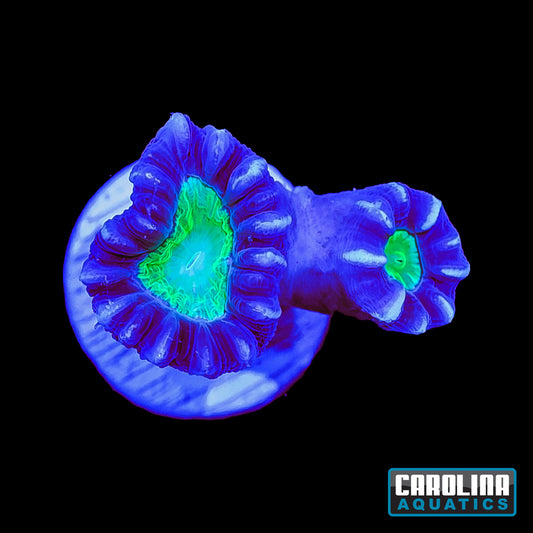 Frag - Double Head Maroon, Neon Mouth