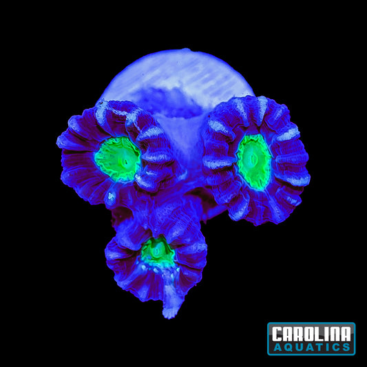 Frag - Triple Head Maroon, Neon Mouth