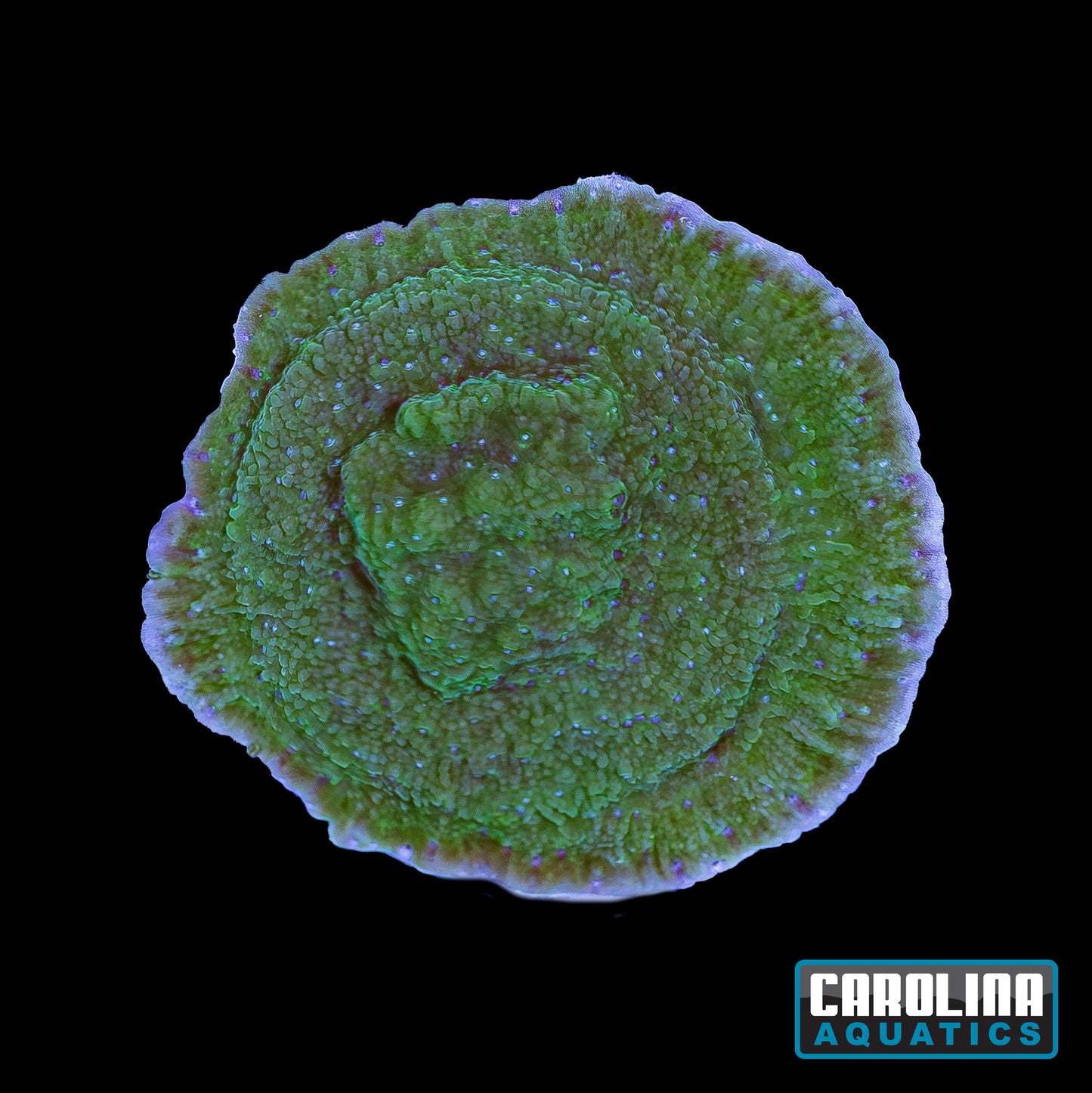 Frag - Blue Polyp Cap. Montipora