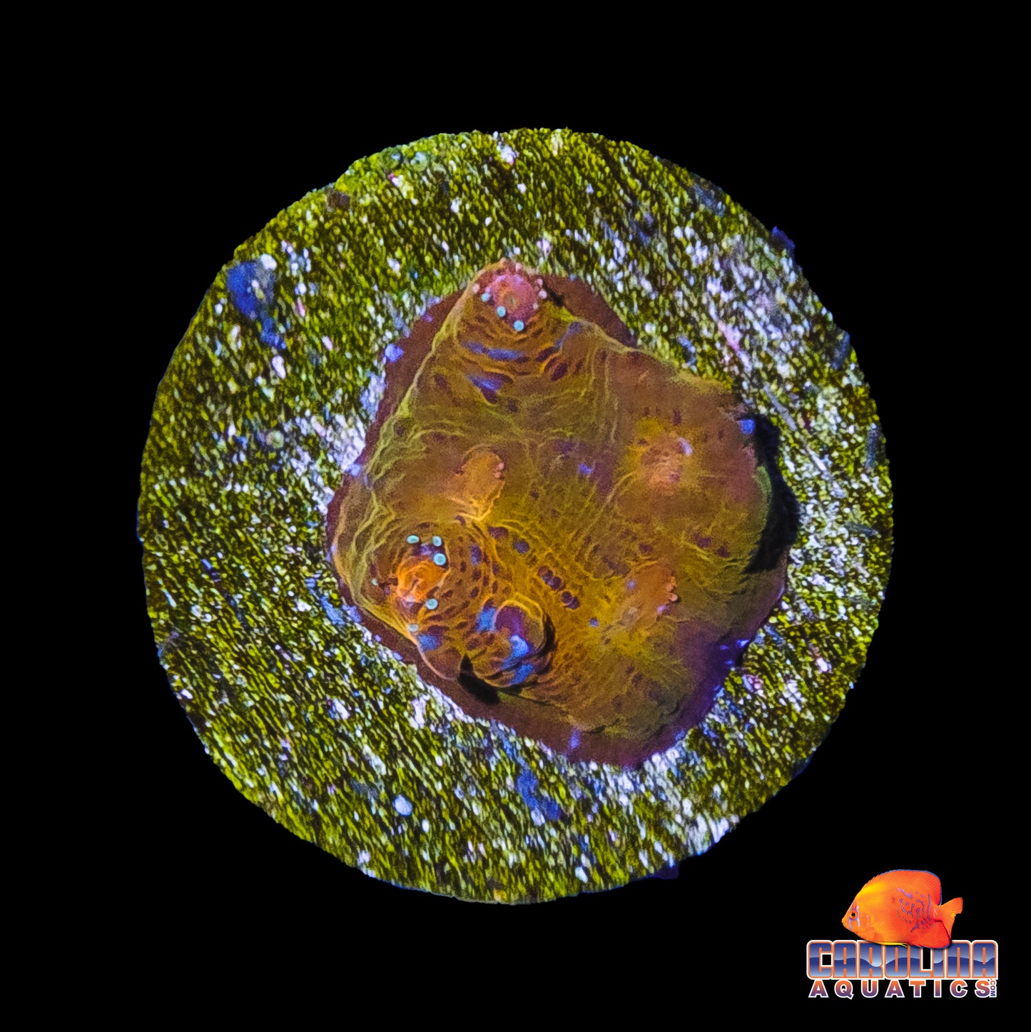 Frag - Orange Sherbert Rainbow Chalice