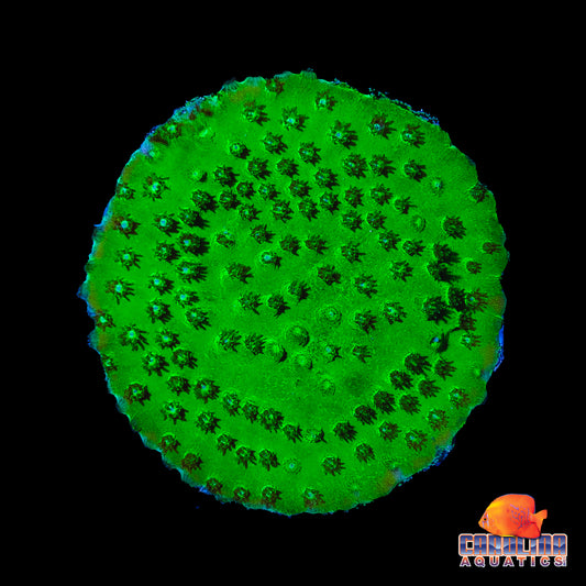 Frag - Plating Turbinaria