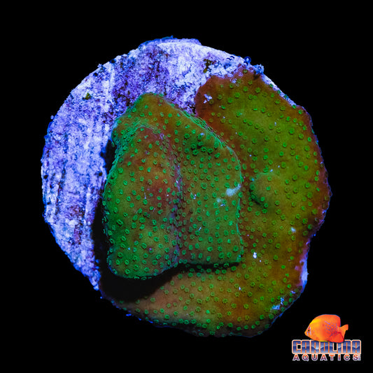 Frag - Green Montipora