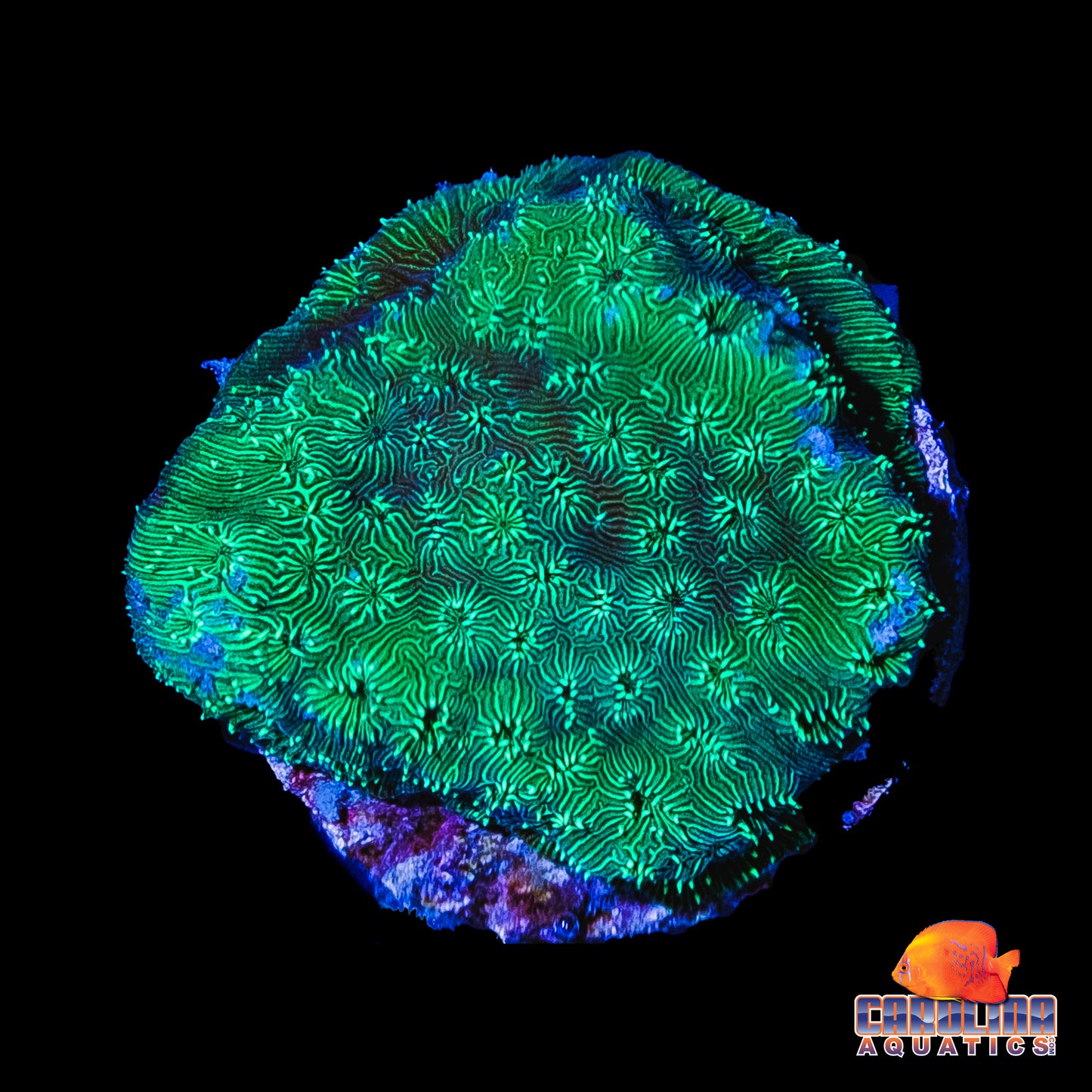 Frag - Pavona Neon Green