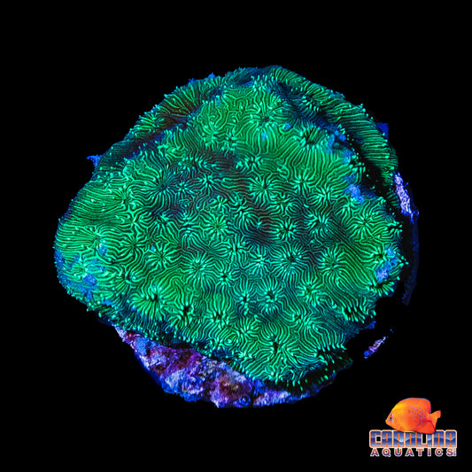 Frag - Pavona Neon Green