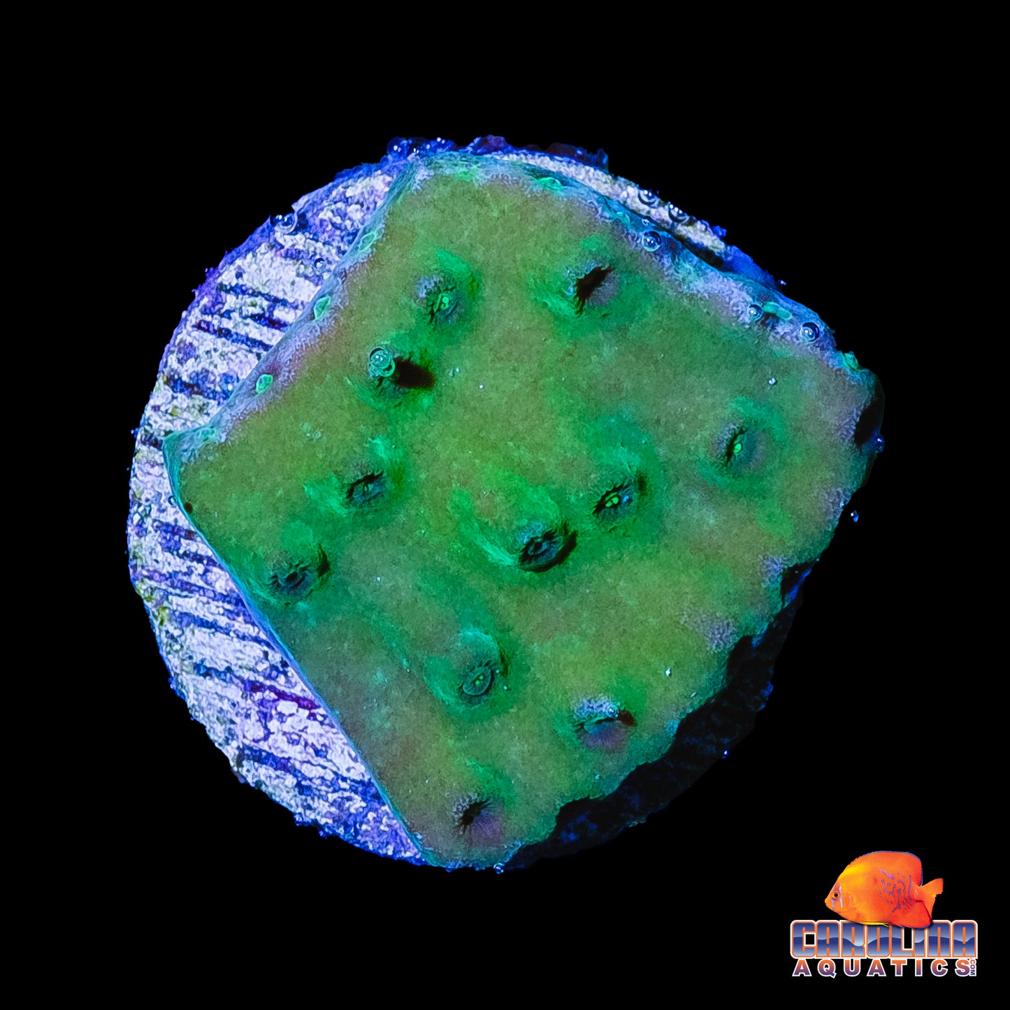 Frag - Neon Encrusting Turbinaria