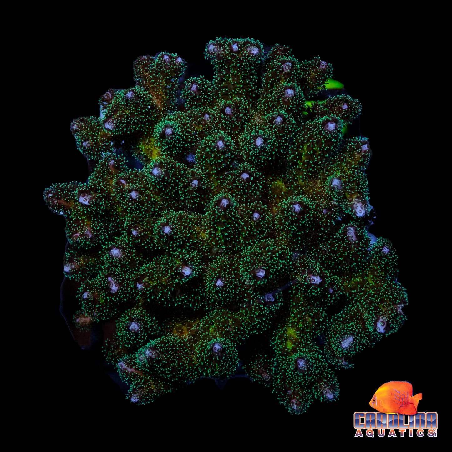 Frag - Poccillipora Large Colony