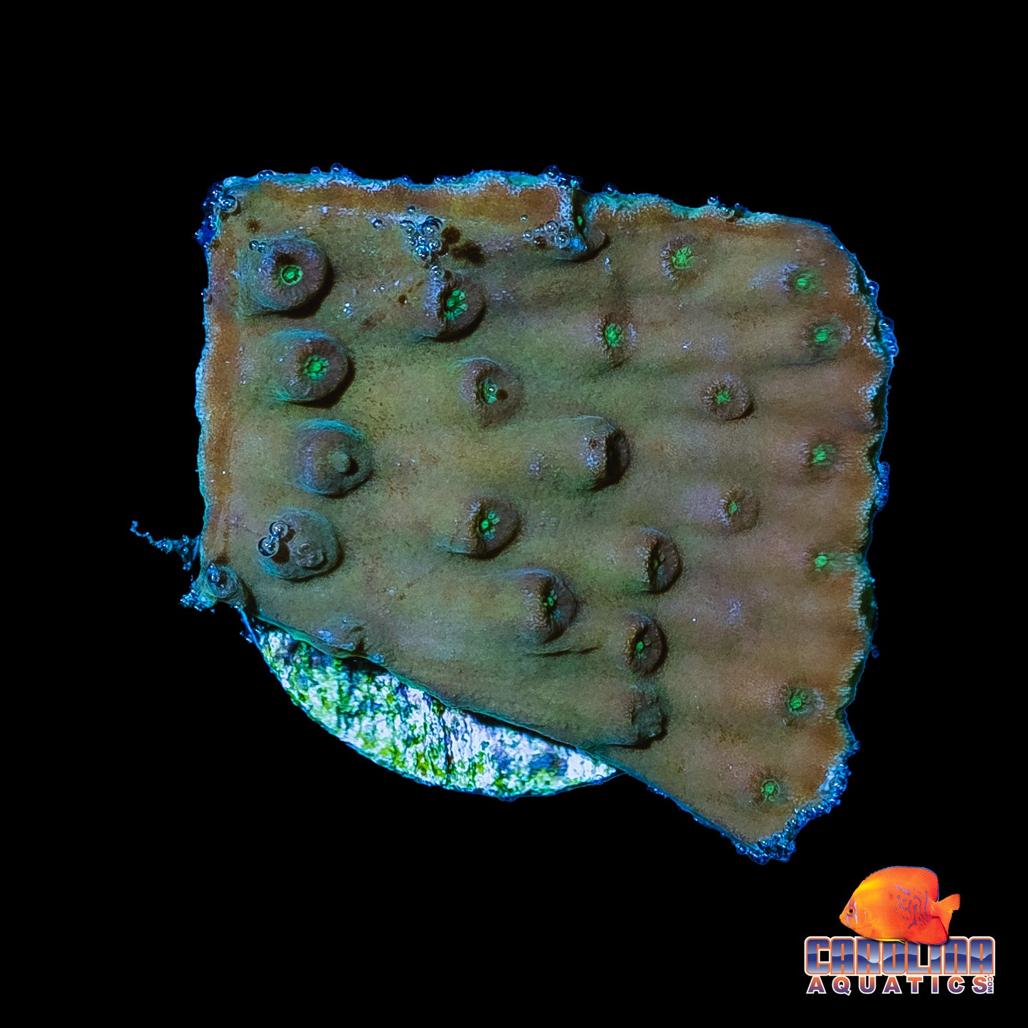 Frag - Turbinaria Reniformis