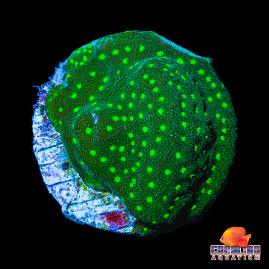 Frag - The Lawn Psammacora