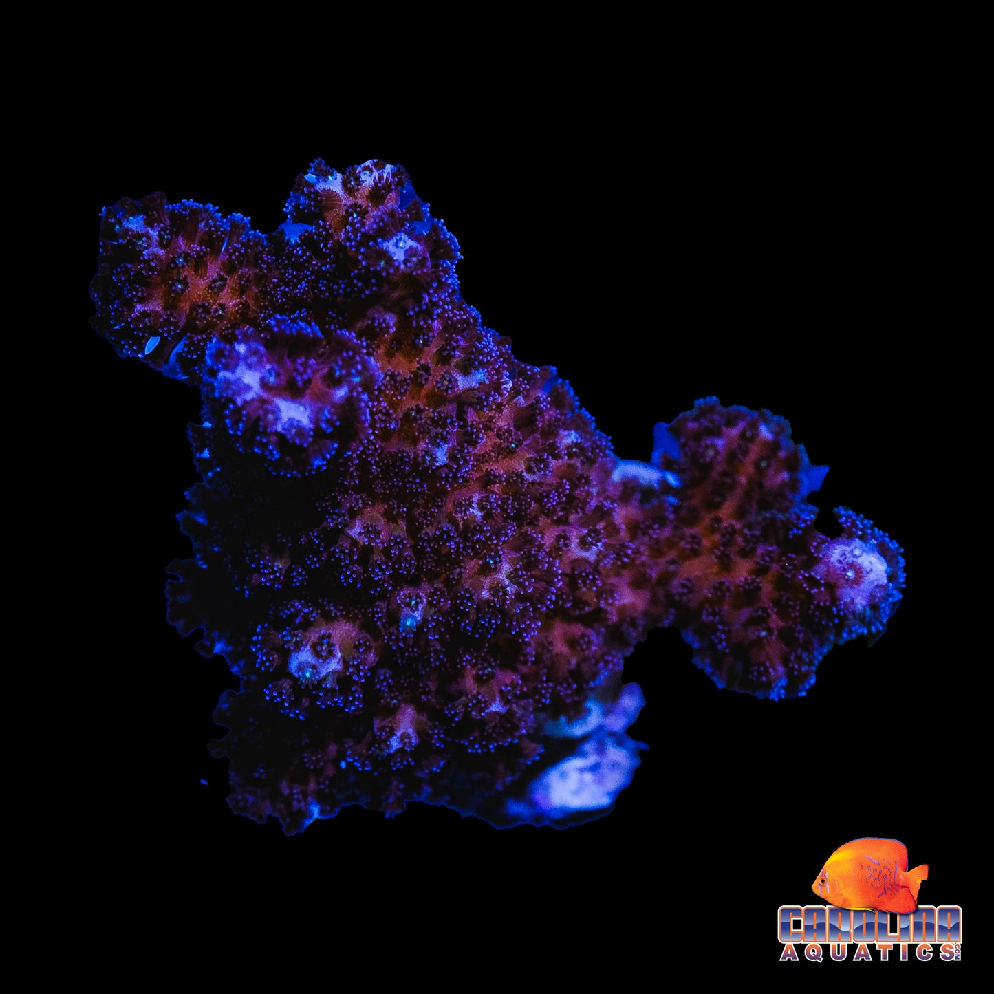 Frag - Pink Cat’s Paw Poccillipora