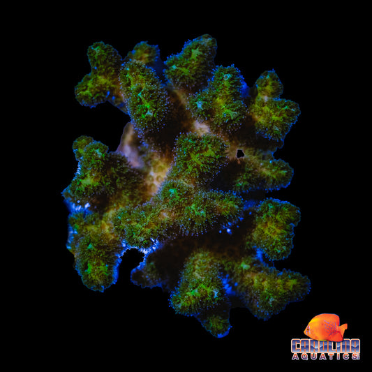 Frag - Poccillipora Mini Colony