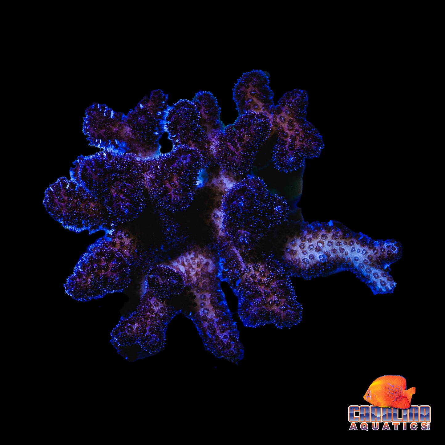 Frag - Purple Stylophora Mini Colony