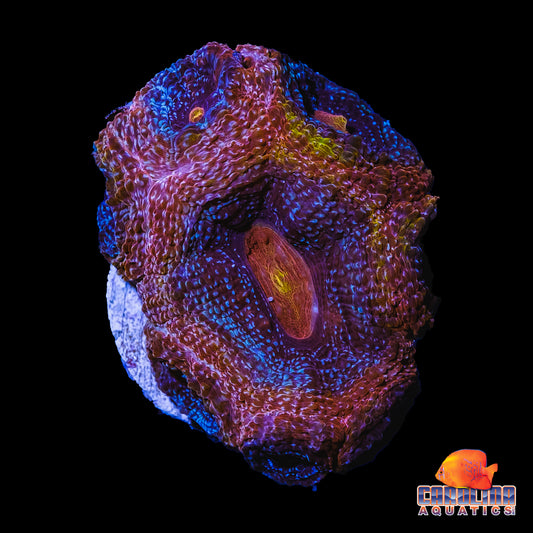 Frag - Event Horizon Bower Banki *Coral Magazine Name it and you could win it Feature!*