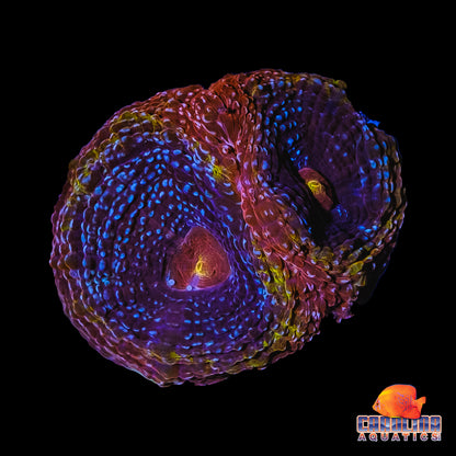 Frag - Event Horizon Bower Banki *Coral Magazine Name it and you could win it Feature!*