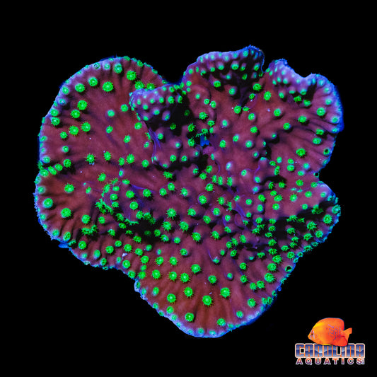 Frag - Frilly Turbinaria