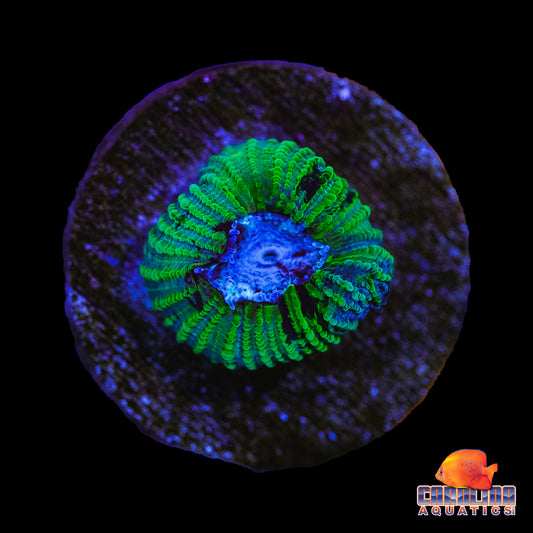 Frag - Mayan Frozen Mooon Favia