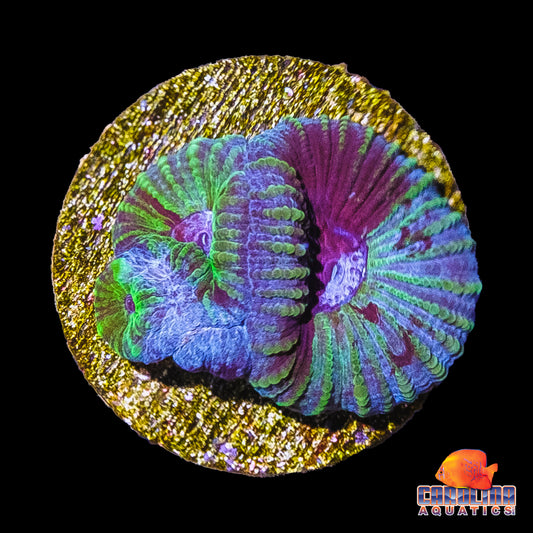 Frag - Outer Rim Moon Favia