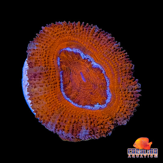 Frag - Acan Lord