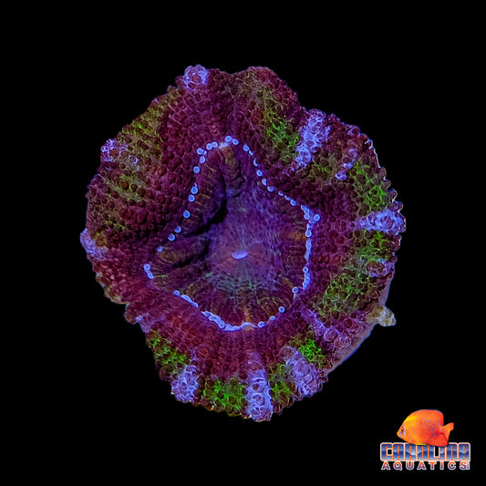 Frag - Acan Lord