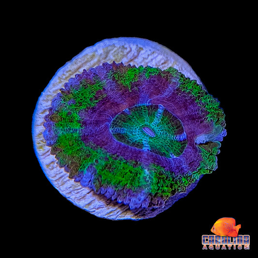 Frag - Acan Lord