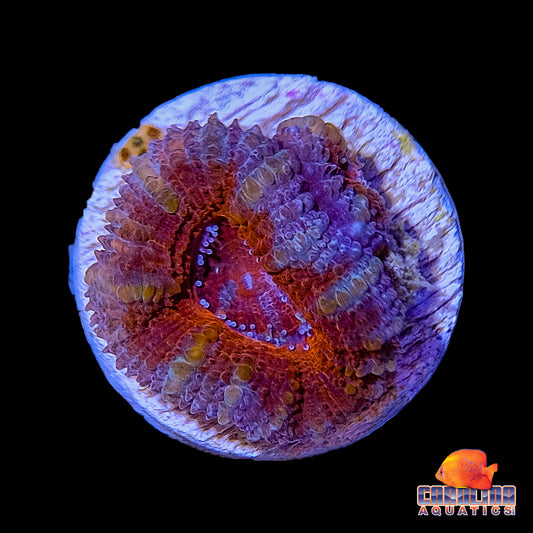 Frag - Acan Lord