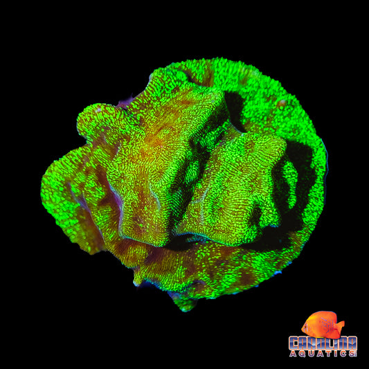 Frag - Highlighter Leptoseris