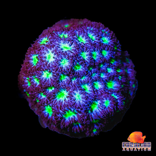 Frag - Blue, Green Mouth Leptastrea