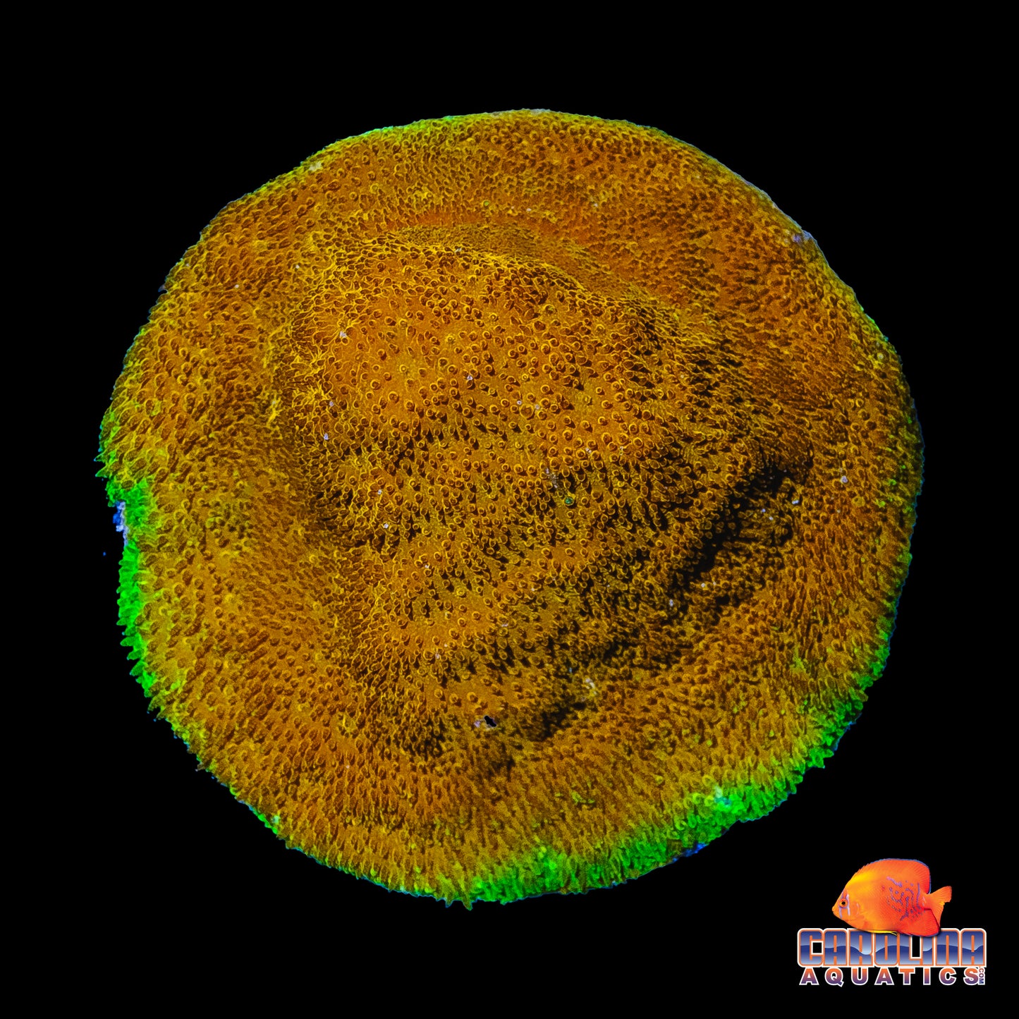 Frag - Solar Eclipse Psammacora