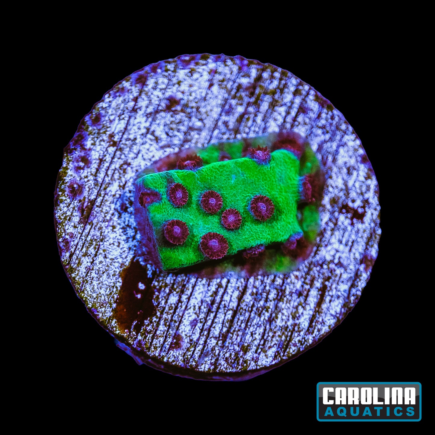 Frag - Purple People Eater Cyphastrea
